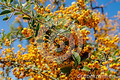 Buckthorn orange berry on a tree Stock Photo