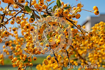 Buckthorn orange berry on a tree Stock Photo