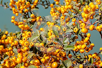 Buckthorn orange berry on a tree Stock Photo