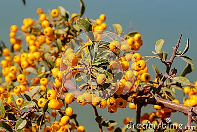 Buckthorn orange berry on a tree Stock Photo