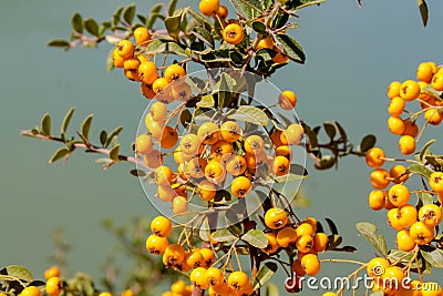 Buckthorn orange berry on a tree Stock Photo