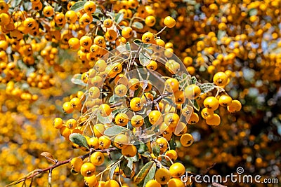 Buckthorn orange berry on a tree Stock Photo