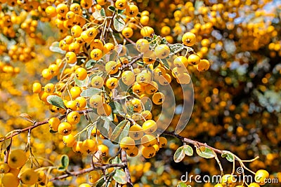 Buckthorn orange berry on a tree Stock Photo