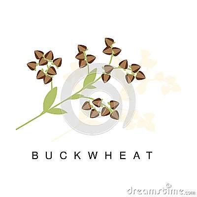 Buckwheat Ear, Infographic Illustration With Realistic Cereal Crop Plant And Its Name Vector Illustration