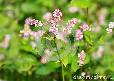 TỨ TUYỆT HOA - Page 30 Buckwheat-fagopyrum-esculentum-colorful-crisp-image-60757867