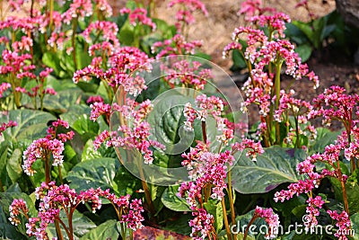 Buckwheat (Fagopyrum esculentum), or common buckwheat Stock Photo