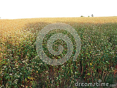 Buckwheat, Fagopyrum esculentum, Japanese buckwheat and silverhull buckwheat blooming on the field. Stock Photo