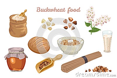 Buckwheat food set. Flowering plant, buckwheat grains, flour, porridge, honey, bread, vegan milk and noodles Vector Illustration