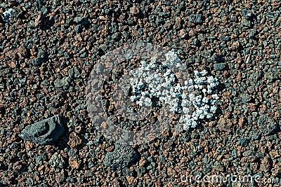 Buckwheat grows on the volcanic surface of the Inferno Cone at Craters of the Moon National Monument, Idaho, USA Stock Photo