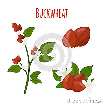 Buckwheat plant, cereal grains, vegetarian food.Flat style. Vector illustration Vector Illustration