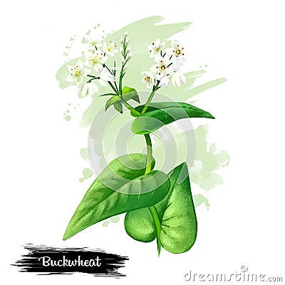 Buckwheat plant with flowers and green leaves isolated on white background digital art illustration. Realistic design of Cartoon Illustration