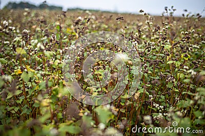 Buckwheat at the stage of ripening before harvesting. Fagopyrum esculentum, Japanese buckwheat and silverhull buckwheat blooming Stock Photo