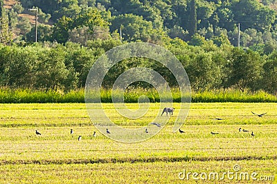 A bucolic scenery with a dog at a farm with birds flying around Stock Photo