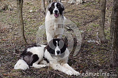 Bucovina Shepherd Dog Stock Photo