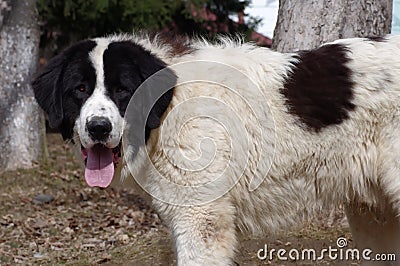 Bucovina Shepherd Dog Stock Photo