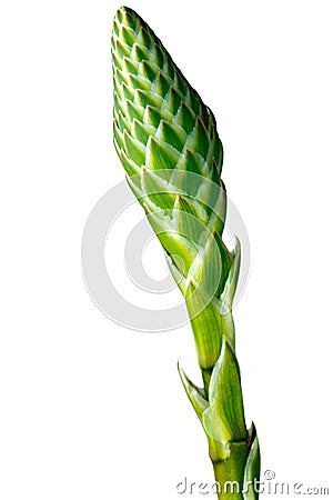 Bud of Aloe Vera Flower Isolated on White Stock Photo