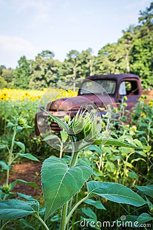 A Bud Amidst a Field of Sunflowers Stock Photo