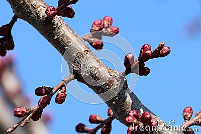 Bud on apricot twig tree in spring time. Stock Photo