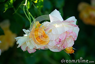 The Bud of blossoming delicate rose. Rose petals close. Luxury flower of nature. Blooming garden flowers Stock Photo