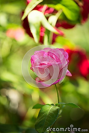 The Bud of blossoming delicate rose. Rose petals close. Luxury flower of nature. Blooming garden flowers Stock Photo
