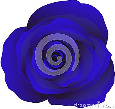 Bud of blue roses, vector Vector Illustration
