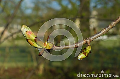 Bud of chestnut tree Stock Photo