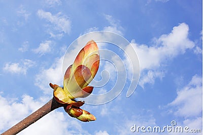 Bud of chestnut tree Stock Photo