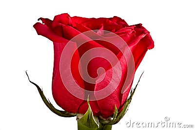 Bud, flower, bright rose Stock Photo