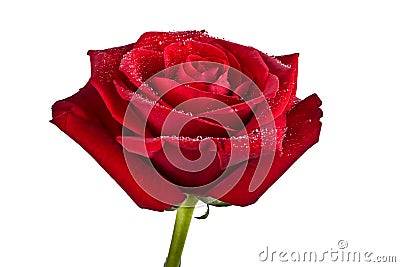 Bud, flower, bright rose Stock Photo