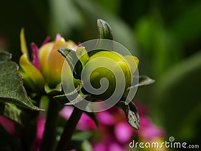 Bud of a flower Stock Photo