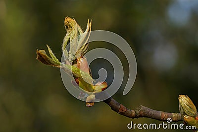 bud of a horse chestnut tree unfolds Stock Photo