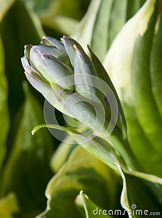 Bud of hosta flower Stock Photo