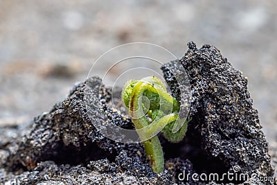 Bud just borning from the soil, the concept of new life and fight, macro Stock Photo