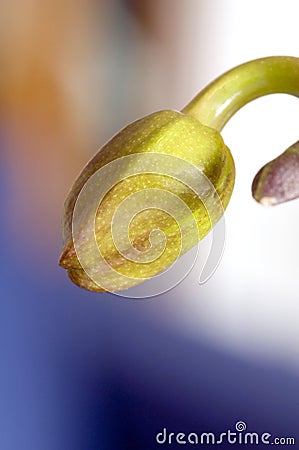 Bud kaleidescope orchid Stock Photo