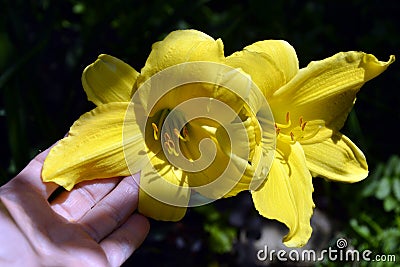 The Bud of a Lily flower lies on a woman`s palm. Yellow Lily close-up Stock Photo