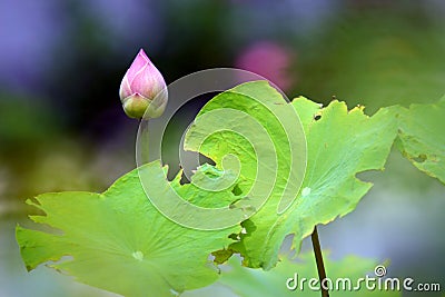 Bud of Nelumbo nucifera. Stock Photo