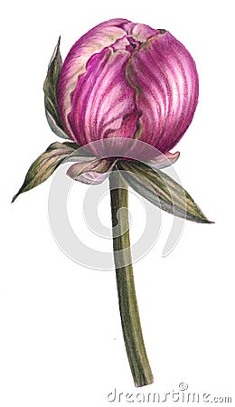 Bud of a peony. Cartoon Illustration