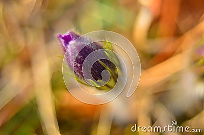 A Bud of a Prostrate flower or a Dream-grass on a yellow background. Pulsatilla Stock Photo