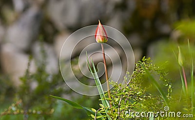 The bud ready to bloom of a beautiful red tulip plant. Spring flower detail. Floral photography. Stock Photo