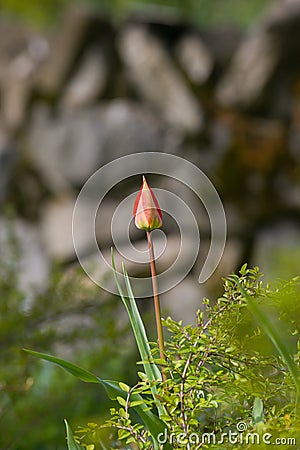 The bud ready to bloom of a beautiful red tulip plant. Spring flower detail. Floral photography. Stock Photo