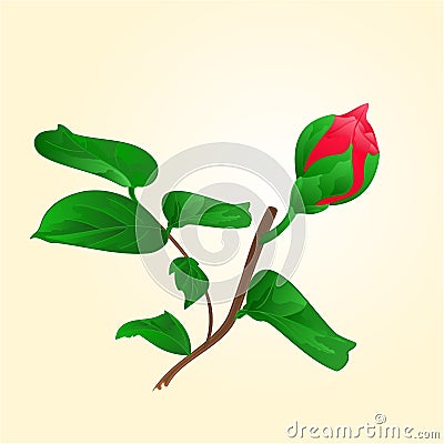 Bud of red flower vector Vector Illustration