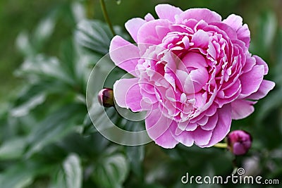 Bud red - pink peony close-up Stock Photo