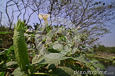 Bud of Sacred Datura flower about to bloom, India. Stock Photo