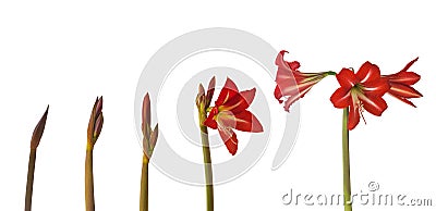 Bud of Sonatini Amaryllis Hippeastrum Stock Photo