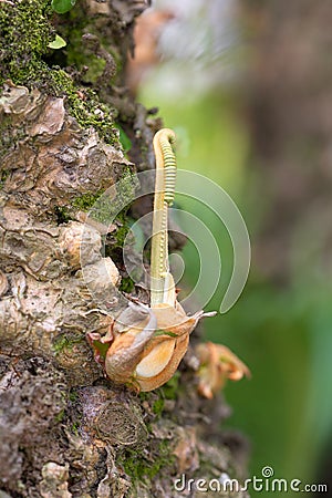 Bud of a species of tropical fern blossoming Stock Photo