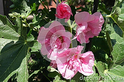 Bud and three light pink flowers of double hollyhock in June Stock Photo