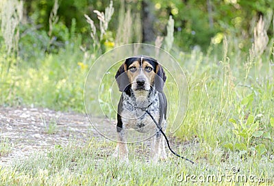 Beagle hound rabbit dog Stock Photo