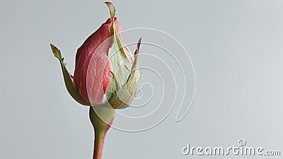 Bud of an unopened red rose on a gray background Stock Photo