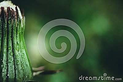 Bud of white flower isolated on green natural background. Water drops on plant Stock Photo