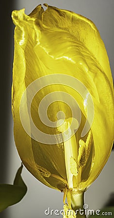 Bud of a wilted yellow tulip, a fade flowers close up dead plant. Stock Photo